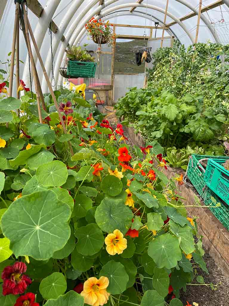 FOOD 23 The inside of a large polycrub where salads, vegetables and flowers are growing