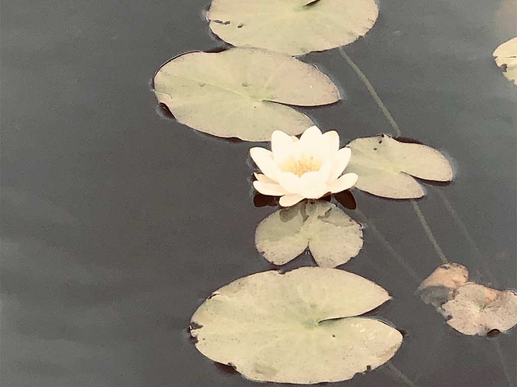 Water lilies on a loch